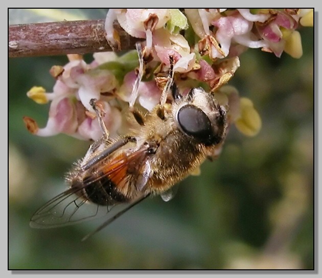 Eristalis sp e Episyrphus balteatus